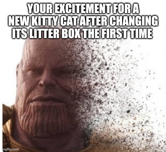 YOUR EXCITEMENT FOR A NEW KITTY CAT AFTER CHANGING ITS LITTER BOX THE FIRST TIME | image tagged in funny memes | made w/ Imgflip meme maker