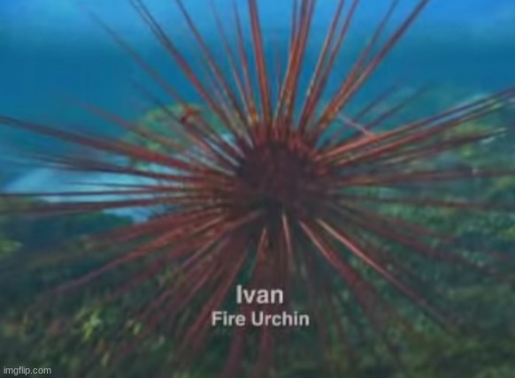 Ivan the Fire Urchin | image tagged in ivan the fire urchin | made w/ Imgflip meme maker
