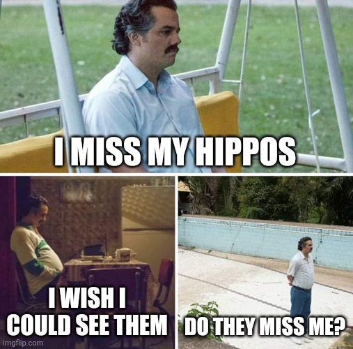 Sad Pablo Escobar | I MISS MY HIPPOS; I WISH I COULD SEE THEM; DO THEY MISS ME? | image tagged in memes,sad pablo escobar | made w/ Imgflip meme maker