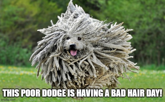 poor dodge still looks happy tho! |  THIS POOR DODGE IS HAVING A BAD HAIR DAY! | image tagged in dodge,doge,woof,bad hair day,happy | made w/ Imgflip meme maker