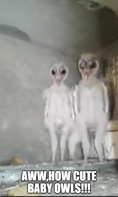 would you like to touch them? |  AWW,HOW CUTE BABY OWLS!!! | image tagged in scary,owls,baby,darkness,pets,owl | made w/ Imgflip meme maker