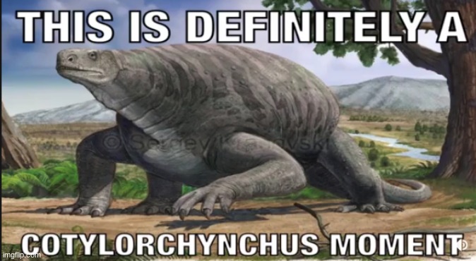 This is definitely a Cotylorchynchus moment | image tagged in this is definitely a cotylorchynchus moment | made w/ Imgflip meme maker