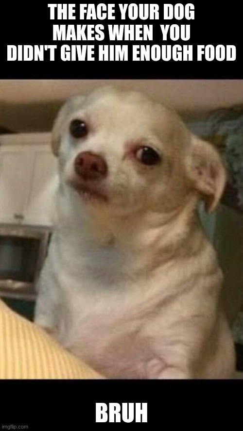 Your doing it wrong indicator | THE FACE YOUR DOG MAKES WHEN  YOU DIDN'T GIVE HIM ENOUGH FOOD; BRUH | image tagged in concerned chihuahua,do you need help | made w/ Imgflip meme maker