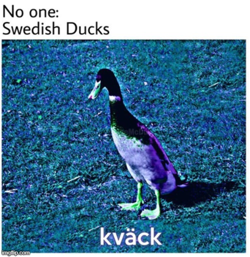 Kvak | made w/ Imgflip meme maker