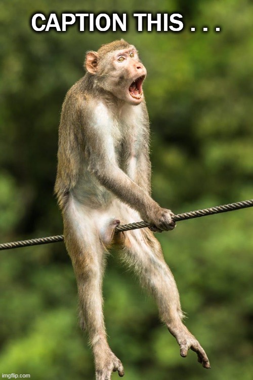 Ouch! | CAPTION THIS . . . | image tagged in funny,lol,monkey see monkey do,fun not fun | made w/ Imgflip meme maker