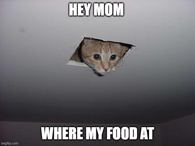 Cat Hungry | HEY MOM; WHERE MY FOOD AT | image tagged in hungry | made w/ Imgflip meme maker