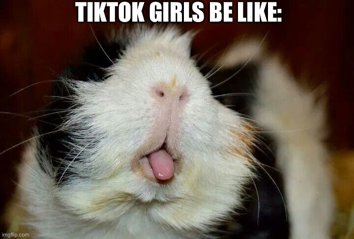 Not my guinea pig |  TIKTOK GIRLS BE LIKE: | image tagged in tiktok,guinea pig,mouth,brat | made w/ Imgflip meme maker