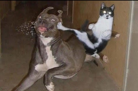 High Quality Cat kicking dog Blank Meme Template