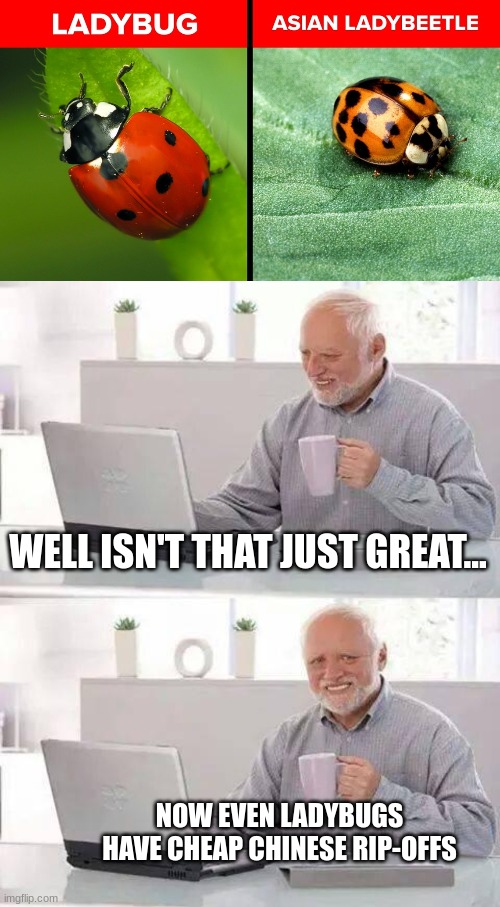 These things were ALL OVER my house a few days ago | WELL ISN'T THAT JUST GREAT... NOW EVEN LADYBUGS HAVE CHEAP CHINESE RIP-OFFS | image tagged in memes,hide the pain harold,ladybugs,asian ladybirds,chinese ripoff,made in china | made w/ Imgflip meme maker