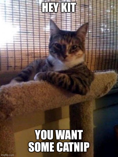 The Most Interesting Cat In The World Meme | HEY KIT; YOU WANT SOME CATNIP | image tagged in memes,the most interesting cat in the world | made w/ Imgflip meme maker