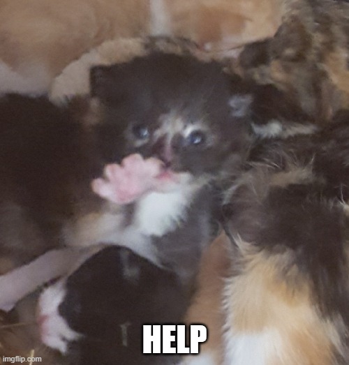 Kitten struggle | HELP | image tagged in cat,help,the struggle | made w/ Imgflip meme maker