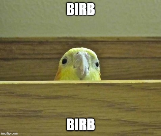 The Birb | BIRB BIRB | image tagged in the birb | made w/ Imgflip meme maker