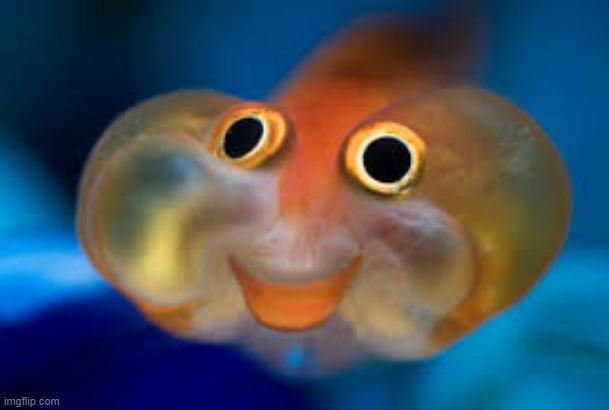 Happy fish | image tagged in happy fish | made w/ Imgflip meme maker