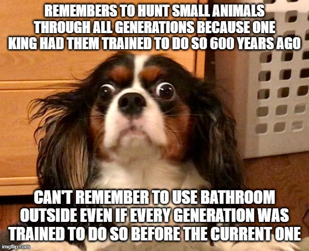 Charlotte | REMEMBERS TO HUNT SMALL ANIMALS THROUGH ALL GENERATIONS BECAUSE ONE KING HAD THEM TRAINED TO DO SO 600 YEARS AGO; CAN'T REMEMBER TO USE BATHROOM OUTSIDE EVEN IF EVERY GENERATION WAS TRAINED TO DO SO BEFORE THE CURRENT ONE | image tagged in charlotte | made w/ Imgflip meme maker