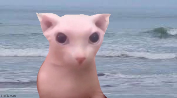 Ocean bingus | made w/ Imgflip meme maker