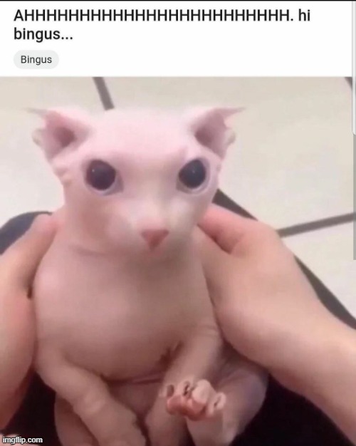 AHH. hi bingus... | image tagged in ahh hi bingus | made w/ Imgflip meme maker