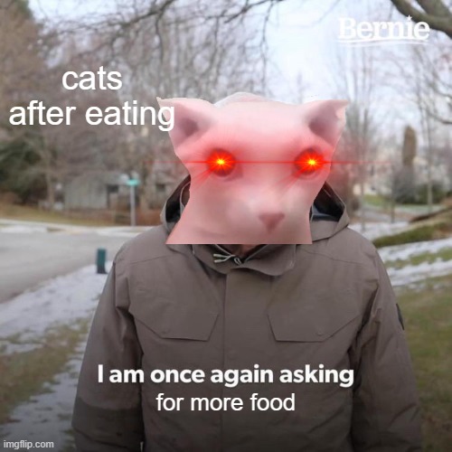 they require food | cats after eating; for more food | image tagged in memes,bernie i am once again asking for your support | made w/ Imgflip meme maker