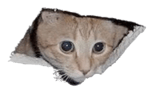 High Quality ceiling cat transparent Blank Meme Template