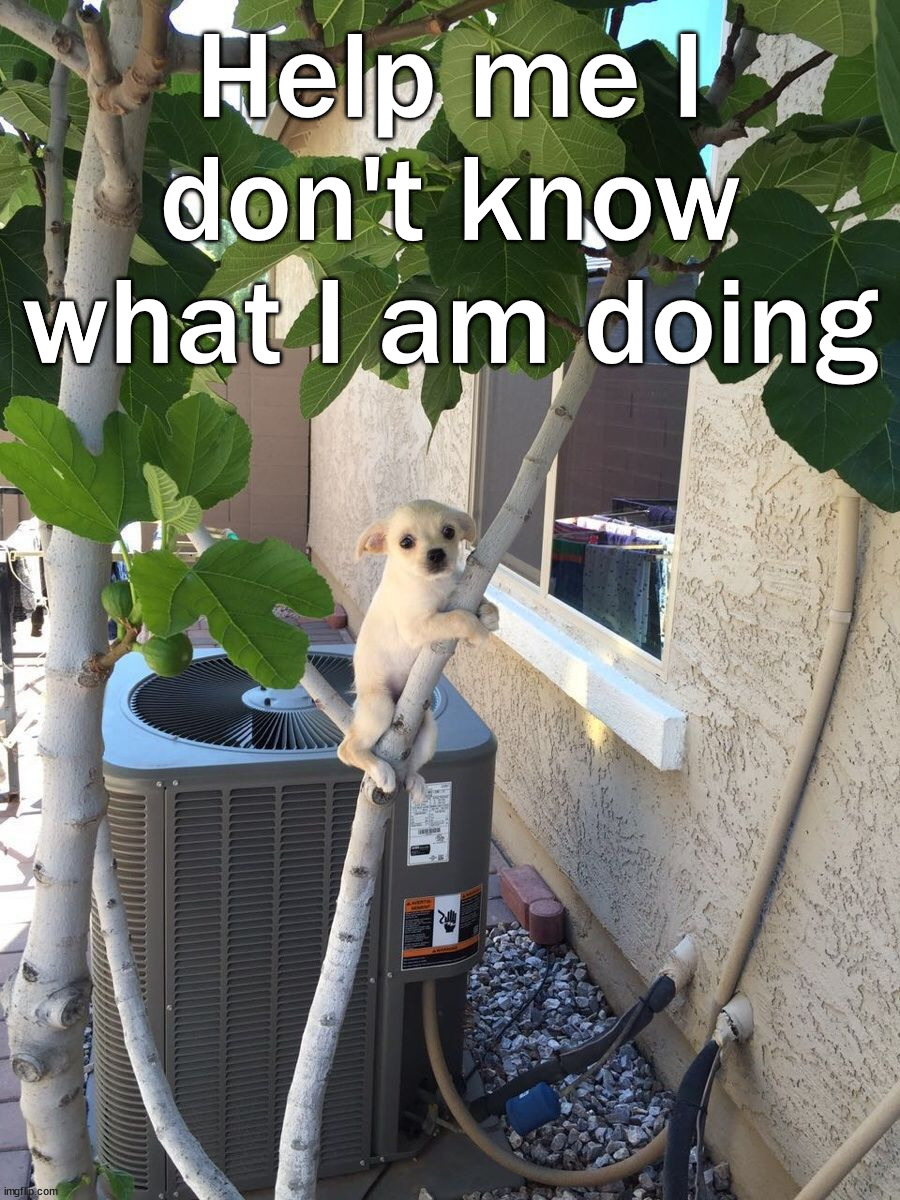 Help me I don't know what I am doing | image tagged in dogs | made w/ Imgflip meme maker