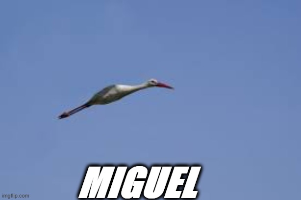 miguel | MIGUEL | image tagged in bird | made w/ Imgflip meme maker