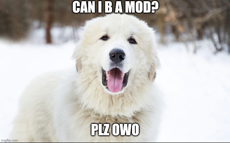 Can I b a mod? | CAN I B A MOD? PLZ OWO | image tagged in so cute,dog | made w/ Imgflip meme maker