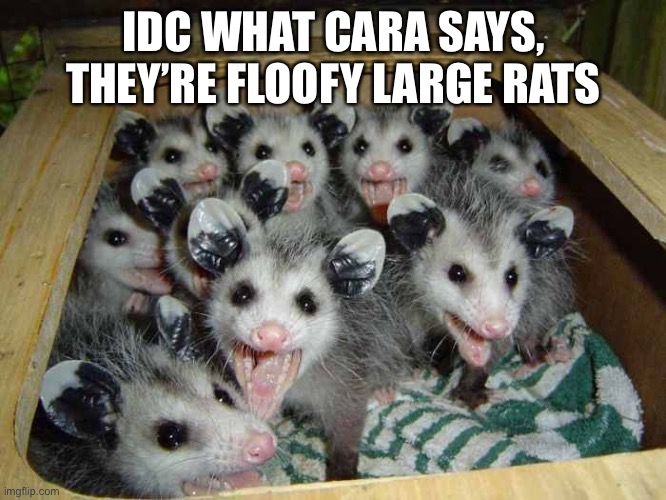 Cuties | IDC WHAT CARA SAYS, THEY’RE FLOOFY LARGE RATS | image tagged in opossums | made w/ Imgflip meme maker