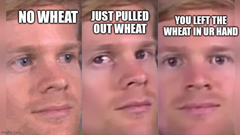 minecraft sheep and cows be like |  JUST PULLED OUT WHEAT; YOU LEFT THE WHEAT IN UR HAND; NO WHEAT | image tagged in fourth wall breaking white guy | made w/ Imgflip meme maker