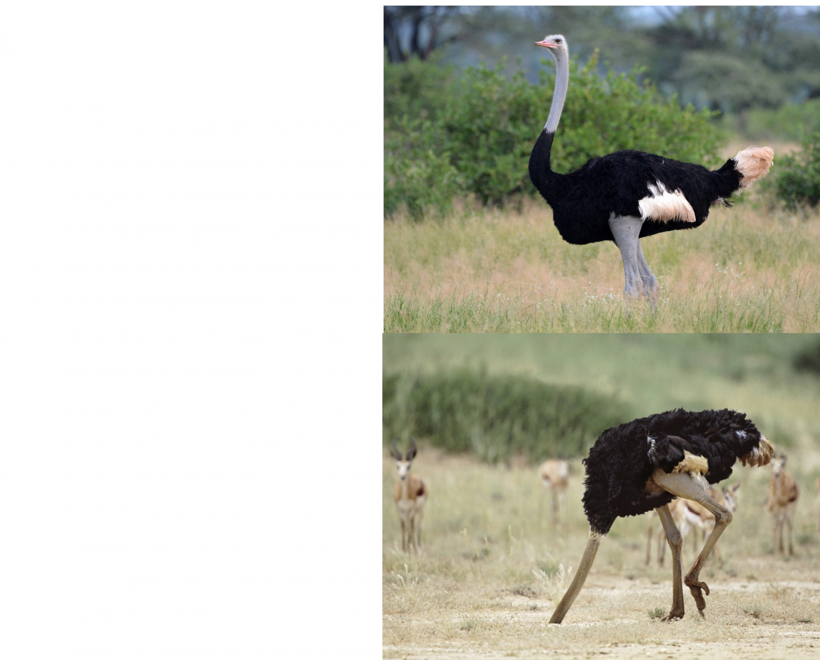 ostrich head in sand Blank Meme Template