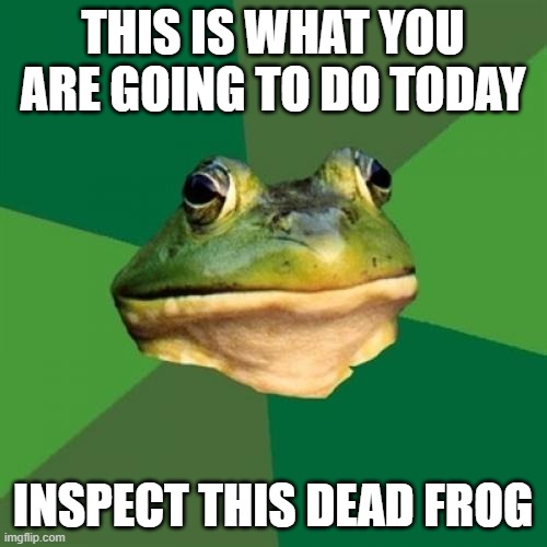 Foul Bachelor Frog Meme | THIS IS WHAT YOU ARE GOING TO DO TODAY INSPECT THIS DEAD FROG | image tagged in memes,foul bachelor frog | made w/ Imgflip meme maker