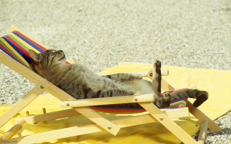 Cat Sunbathing | image tagged in cat sunbathing | made w/ Imgflip meme maker