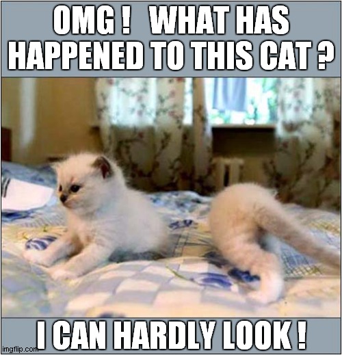 Cats Illusion ! | OMG !   WHAT HAS HAPPENED TO THIS CAT ? I CAN HARDLY LOOK ! | image tagged in cats,optical illusion | made w/ Imgflip meme maker