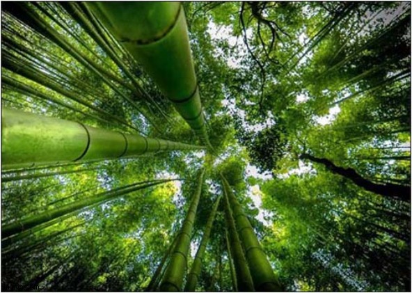 Bamboo | image tagged in bamboo | made w/ Imgflip meme maker