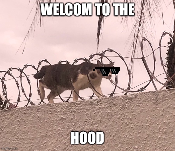 Cat Barbed Wire | WELCOM TO THE; HOOD | image tagged in cat barbed wire | made w/ Imgflip meme maker