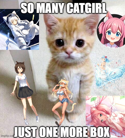 Catgirl NFT | SO MANY CATGIRL; JUST ONE MORE BOX | image tagged in memes,cute cat | made w/ Imgflip meme maker