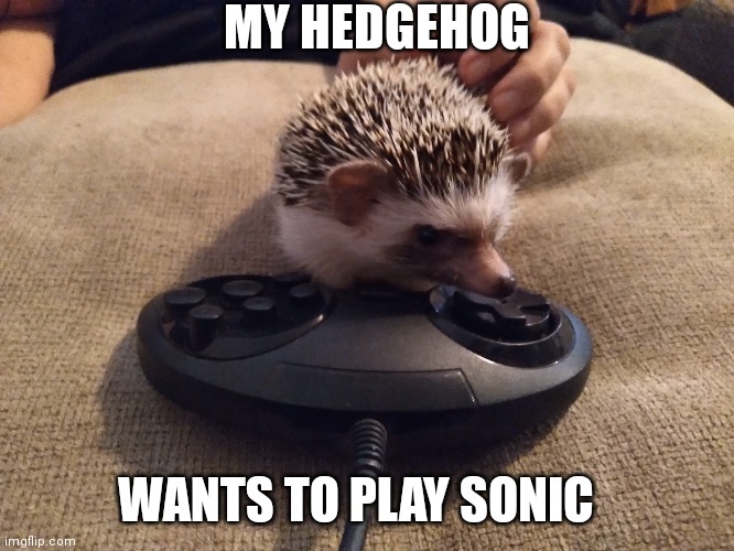 AS LONG AS HE DOESN'T CHEW THE CORD | MY HEDGEHOG; WANTS TO PLAY SONIC | image tagged in hedgehog,sonic the hedgehog,sega,video games | made w/ Imgflip meme maker