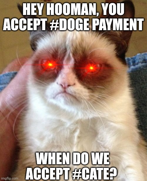 Grumpy Cat Meme | HEY HOOMAN, YOU ACCEPT #DOGE PAYMENT; WHEN DO WE ACCEPT #CATE? | image tagged in memes,grumpy cat | made w/ Imgflip meme maker