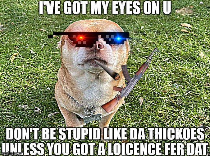 Le angry chihuahua | I'VE GOT MY EYES ON U; DON'T BE STUPID LIKE DA THICKOES UNLESS YOU GOT A LOICENCE FER DAT | image tagged in angry mlg chihuahua | made w/ Imgflip meme maker