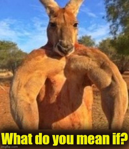 Buff kangaroo | What do you mean if? | image tagged in buff kangaroo | made w/ Imgflip meme maker