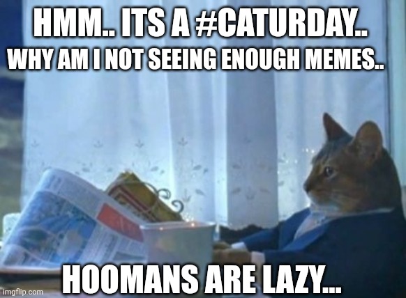 Caturday morning. | HMM.. ITS A #CATURDAY.. WHY AM I NOT SEEING ENOUGH MEMES.. HOOMANS ARE LAZY... | image tagged in memes,catecoin,working cat,caturday | made w/ Imgflip meme maker