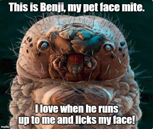 Face mite pet | This is Benji, my pet face mite. I love when he runs up to me and licks my face! | image tagged in face mite | made w/ Imgflip meme maker