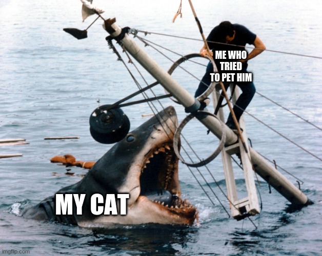 Don't touch the cat | ME WHO TRIED TO PET HIM; MY CAT | image tagged in jaws | made w/ Imgflip meme maker