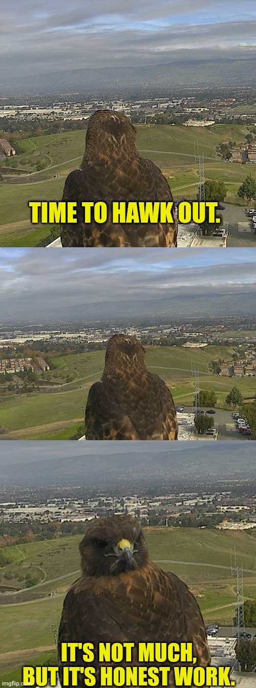 TIME TO HAWK OUT. IT'S NOT MUCH, BUT IT'S HONEST WORK. | image tagged in farmer hawk 1,blank white template,farmer hawk 2 | made w/ Imgflip meme maker