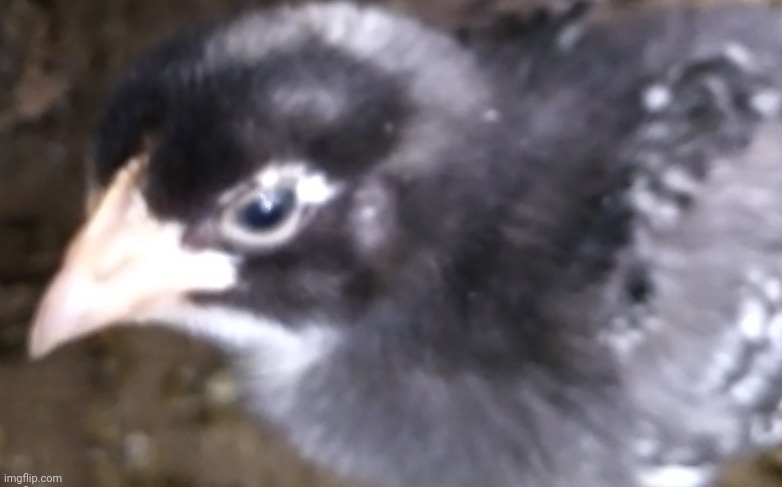 Nugg | made w/ Imgflip meme maker