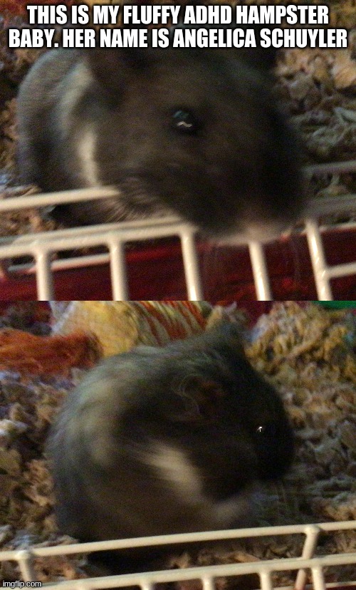 THIS IS MY FLUFFY ADHD HAMPSTER BABY. HER NAME IS ANGELICA SCHUYLER | made w/ Imgflip meme maker