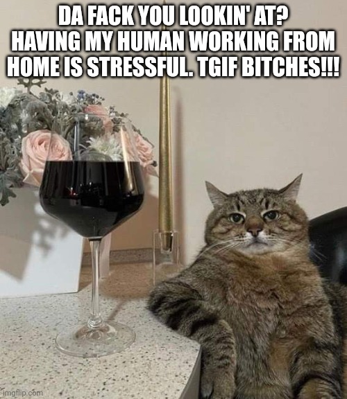 Stressed cat | DA FACK YOU LOOKIN' AT? HAVING MY HUMAN WORKING FROM HOME IS STRESSFUL. TGIF BITCHES!!! | image tagged in cat,wine,friday,tgif,stress,work from home | made w/ Imgflip meme maker