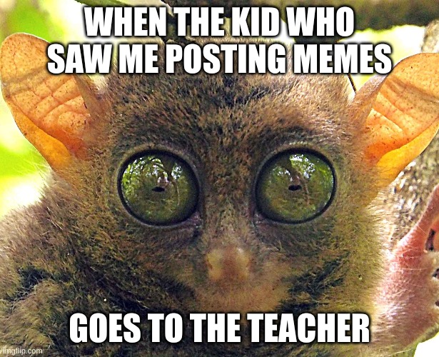 Tarsier | WHEN THE KID WHO SAW ME POSTING MEMES; GOES TO THE TEACHER | image tagged in screwed | made w/ Imgflip meme maker