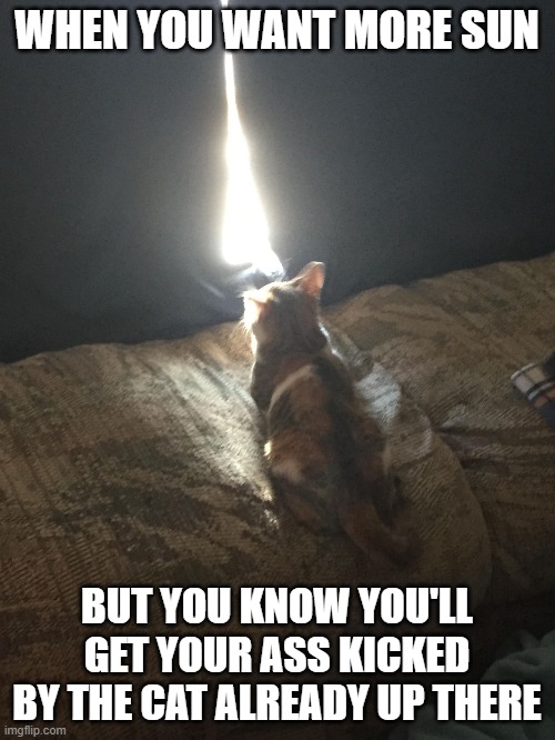 SUN BATHING | WHEN YOU WANT MORE SUN; BUT YOU KNOW YOU'LL GET YOUR ASS KICKED BY THE CAT ALREADY UP THERE | image tagged in cats,kitty's,tiny the cat,kittens,sun bathing | made w/ Imgflip meme maker