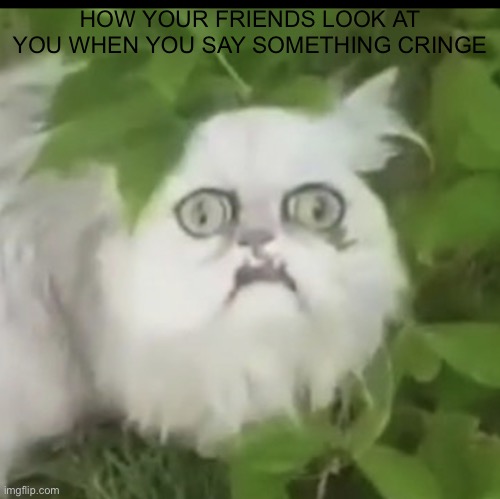 A little meme i made with a template I made |  HOW YOUR FRIENDS LOOK AT YOU WHEN YOU SAY SOMETHING CRINGE | image tagged in wilbert what | made w/ Imgflip meme maker
