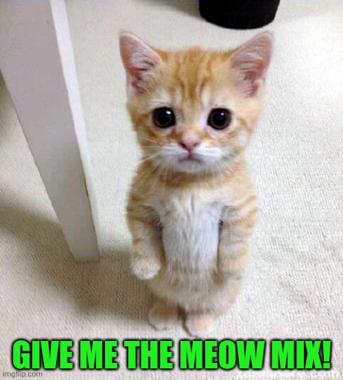 Cute Cat Meme | GIVE ME THE MEOW MIX! | image tagged in memes,cute cat | made w/ Imgflip meme maker