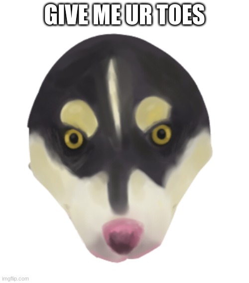 wip sketch of my dog for art | GIVE ME UR TOES | made w/ Imgflip meme maker